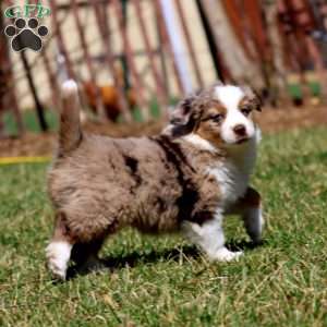 Justin, Miniature Australian Shepherd Puppy