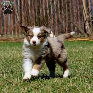 Justin, Miniature Australian Shepherd Puppy