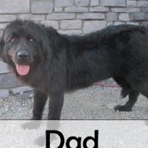 dad