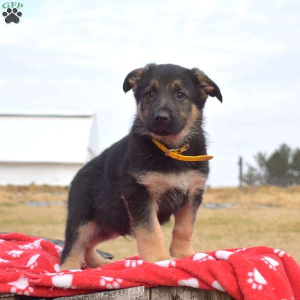 Kane, German Shepherd Puppy