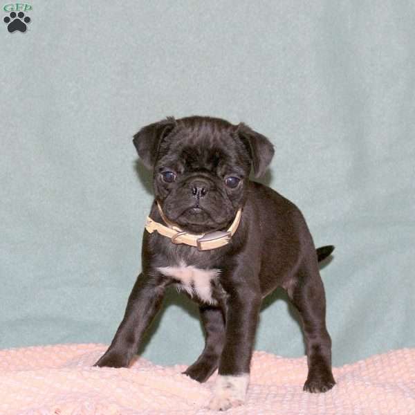 Kane, Pug Puppy