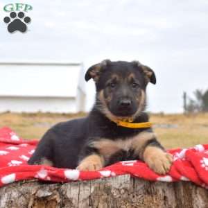 Kane, German Shepherd Puppy