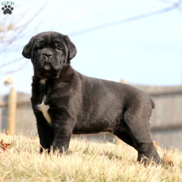 Kane, Cane Corso Puppy