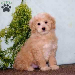 Kane, Cockapoo Puppy