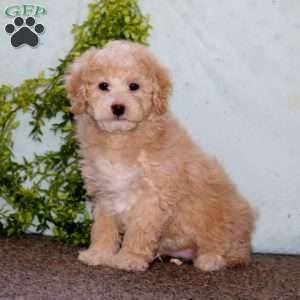 Kane, Cockapoo Puppy