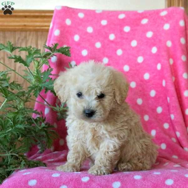 Karson, Miniature Poodle Puppy
