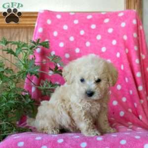 Karson, Miniature Poodle Puppy