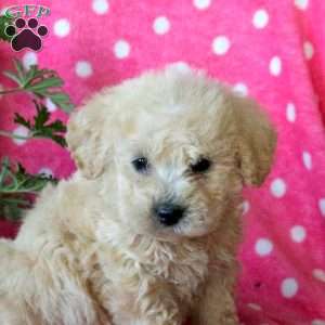 Karson, Miniature Poodle Puppy