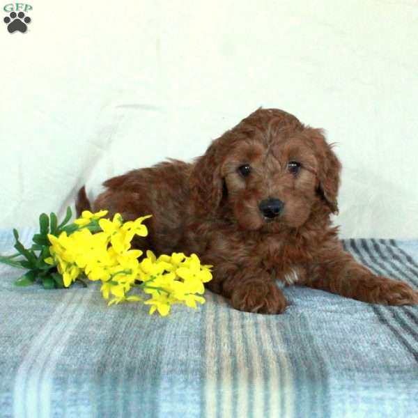 Kassie, Mini Goldendoodle Puppy