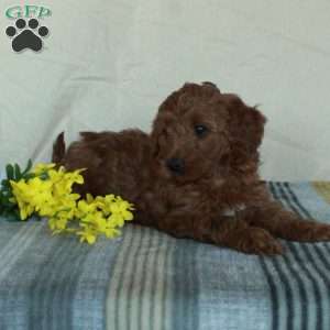 Kassie, Mini Goldendoodle Puppy