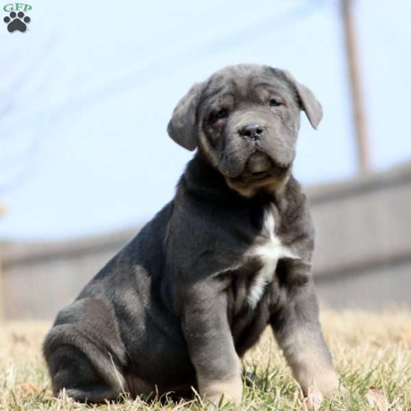 Kathy, Cane Corso Puppy