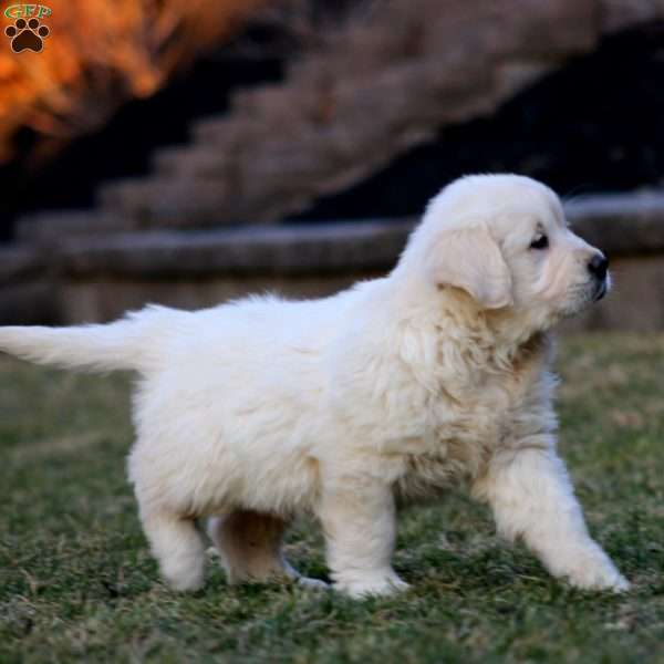 Kathy, English Cream Golden Retriever Puppy