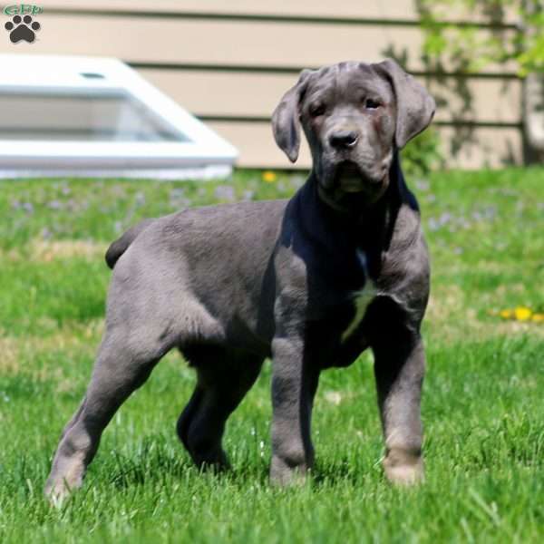Kathy, Cane Corso Puppy