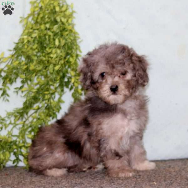 Kathy, Cockapoo Puppy