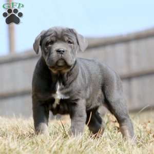 Kathy, Cane Corso Puppy