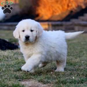 Kathy, English Cream Golden Retriever Puppy