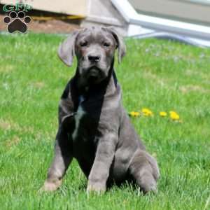 Kathy, Cane Corso Puppy