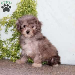 Kathy, Cockapoo Puppy