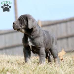 Kathy, Cane Corso Puppy