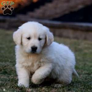 Kathy, English Cream Golden Retriever Puppy