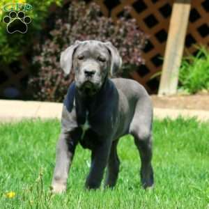 Kathy, Cane Corso Puppy