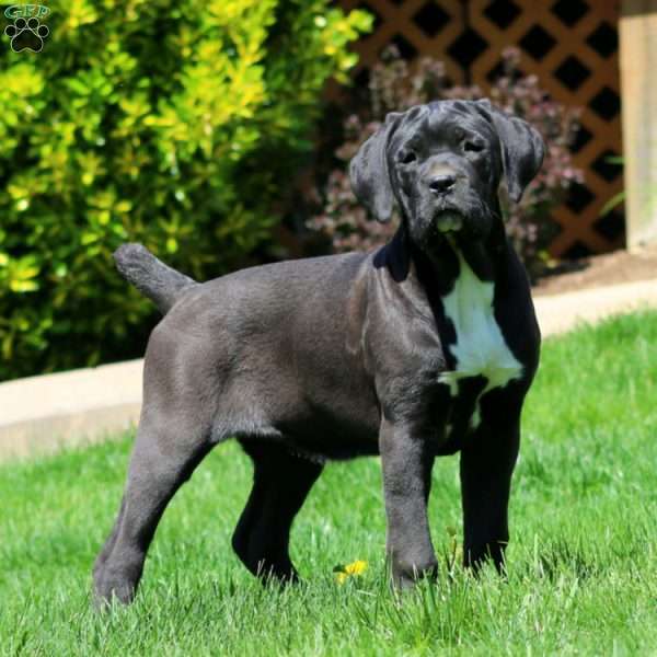 Katrina, Cane Corso Puppy