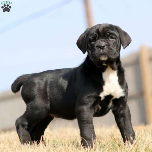 Katrina, Cane Corso Puppy