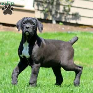 Katrina, Cane Corso Puppy