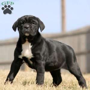 Katrina, Cane Corso Puppy