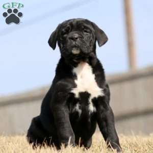 Katrina, Cane Corso Puppy