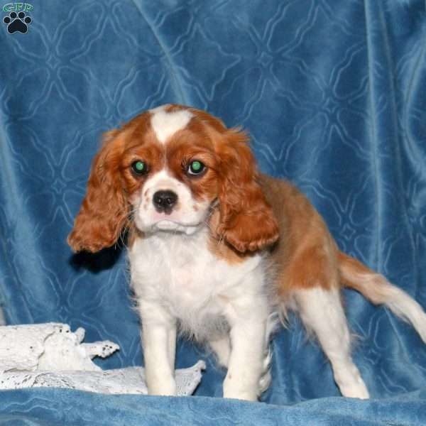 Kayla, Cavalier King Charles Spaniel Puppy