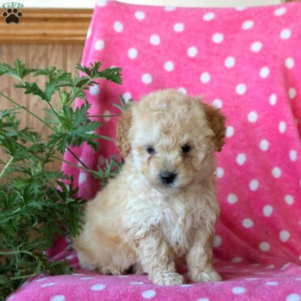 Kayla, Miniature Poodle Puppy