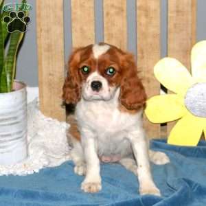 Kayla, Cavalier King Charles Spaniel Puppy