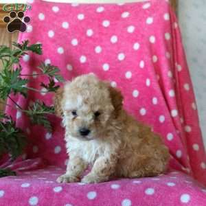 Kayla, Miniature Poodle Puppy