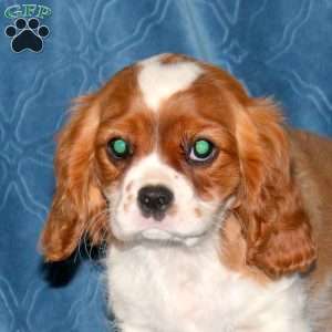 Kayla, Cavalier King Charles Spaniel Puppy