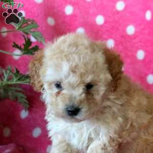 Kayla, Miniature Poodle Puppy