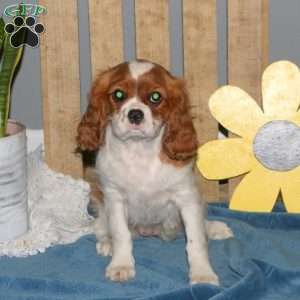 Kayla, Cavalier King Charles Spaniel Puppy