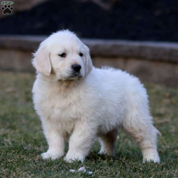 Kayla, English Cream Golden Retriever Puppy