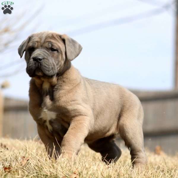 Kayla, Cane Corso Puppy