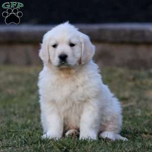 Kayla, English Cream Golden Retriever Puppy