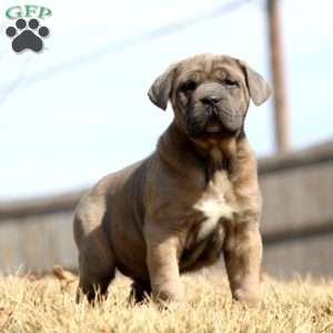 Kayla, Cane Corso Puppy