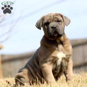 Kayla, Cane Corso Puppy