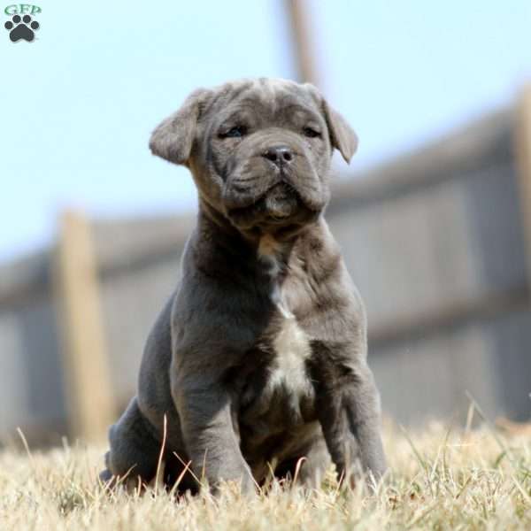 Kayson, Cane Corso Puppy