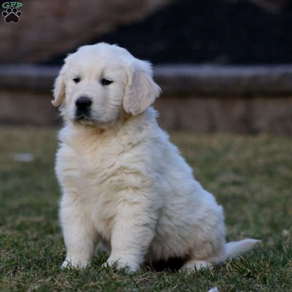 Kayson, English Cream Golden Retriever Puppy