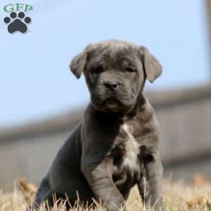 Kayson, Cane Corso Puppy