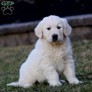 Kayson, English Cream Golden Retriever Puppy