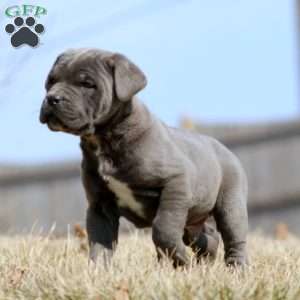 Kayson, Cane Corso Puppy