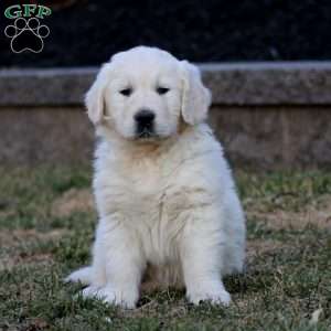 Kayson, English Cream Golden Retriever Puppy