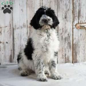 Keesha, Goldendoodle Puppy