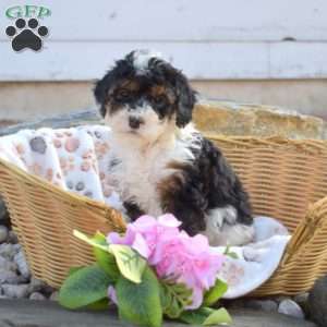 Kenzie, Mini Bernedoodle Puppy